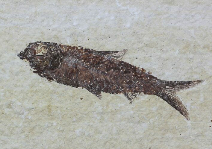 Detailed, Knightia Fossil Fish - Wyoming #57081